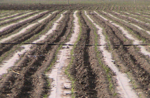 彰武縣節水增糧項目